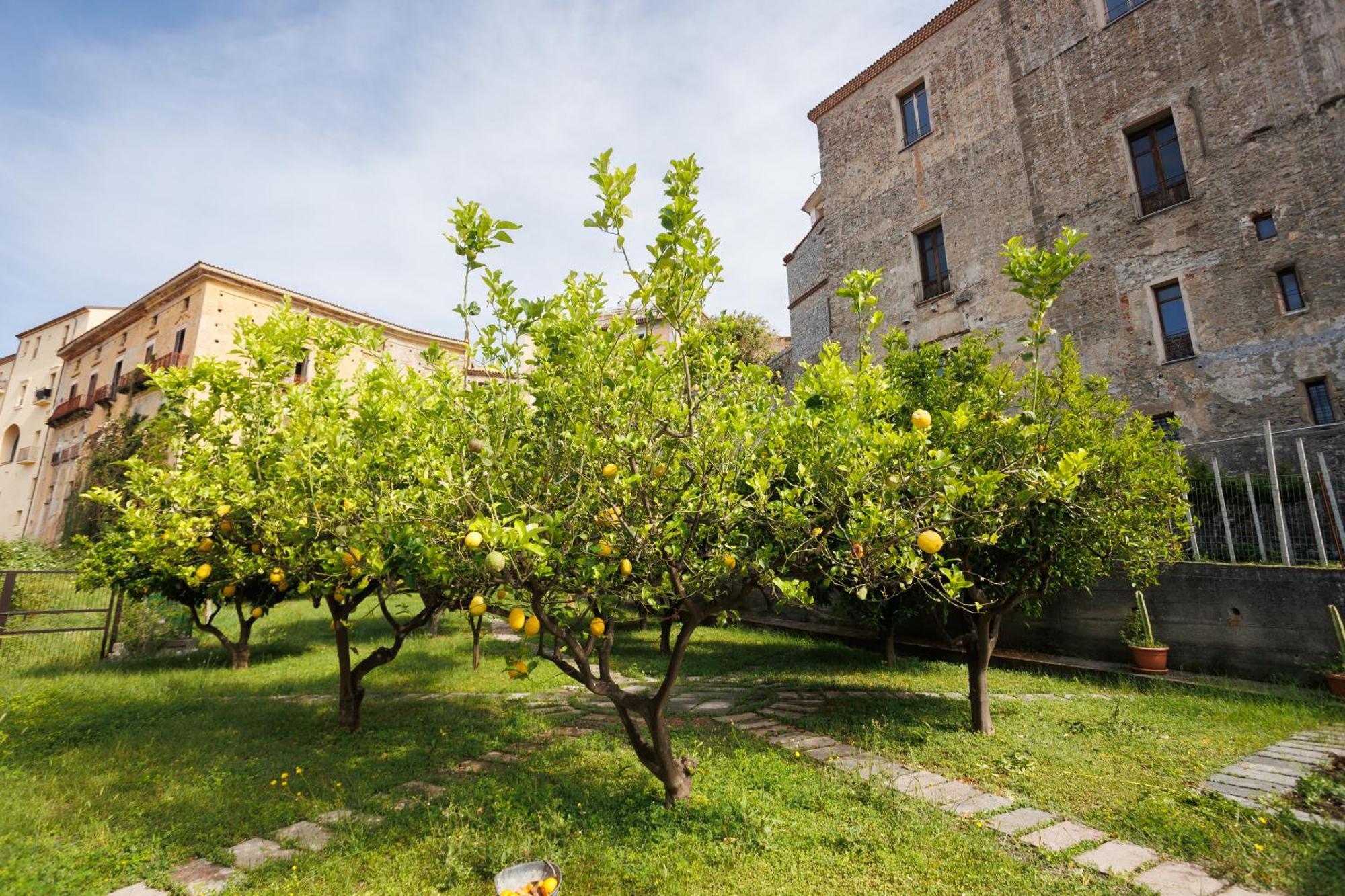 The Lemon Tree House Scalea Exterior foto